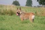 BOUVIER DES ARDENNES 406